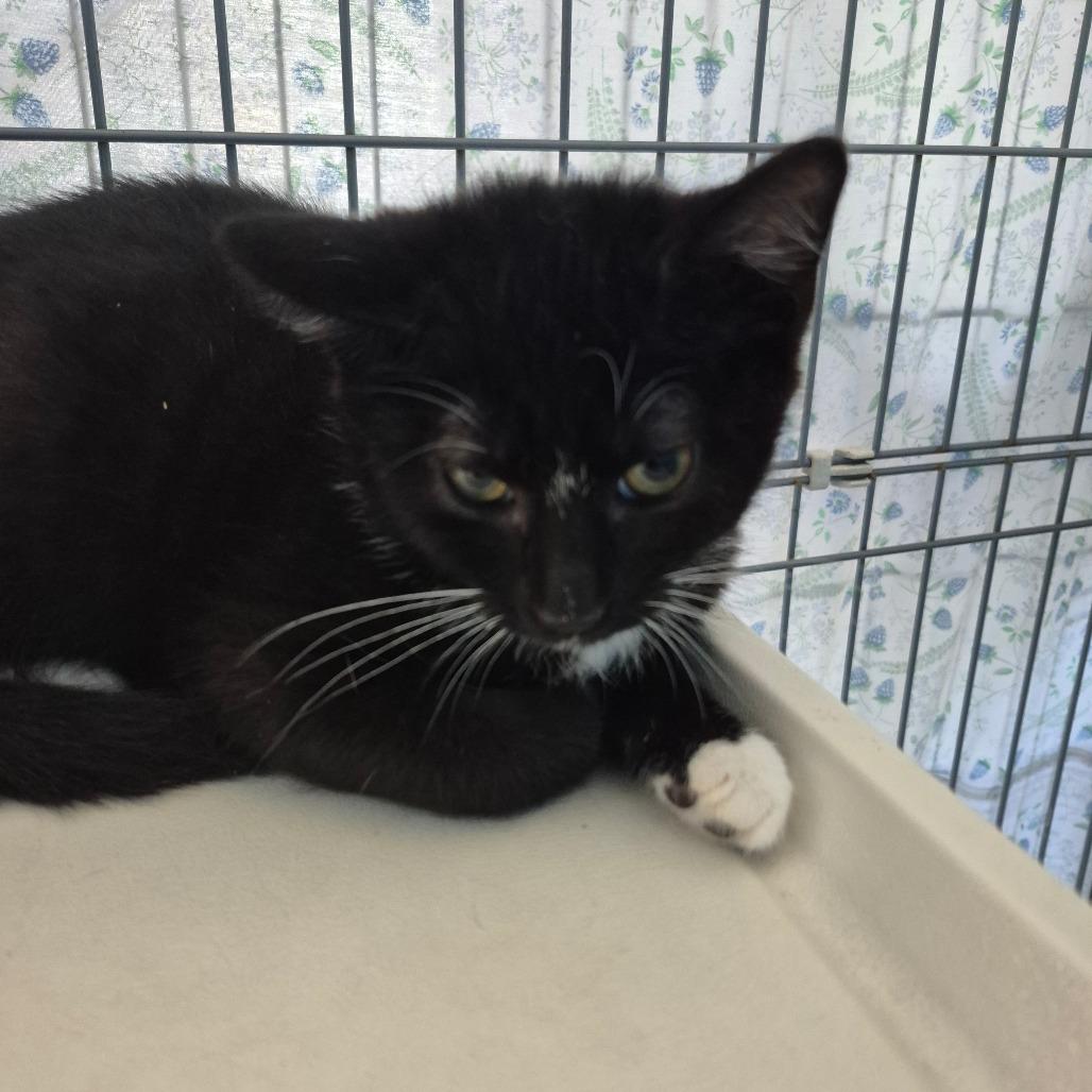 Brain, Adoptable, Kitten Male American Shorthair.