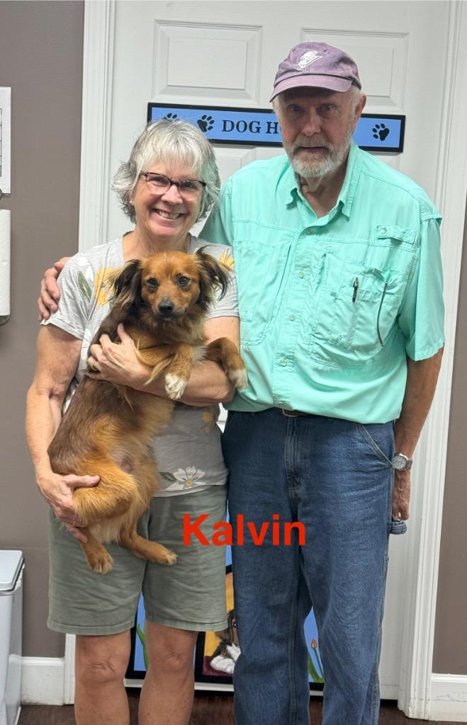 Enlarge Kalvin, now Pete, a Adopted mixed breed in Crossville, TN image 1/3