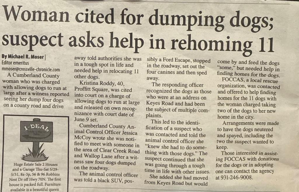 Enlarge Kalvin, now Pete, a Adopted mixed breed in Crossville, TN image 2/3