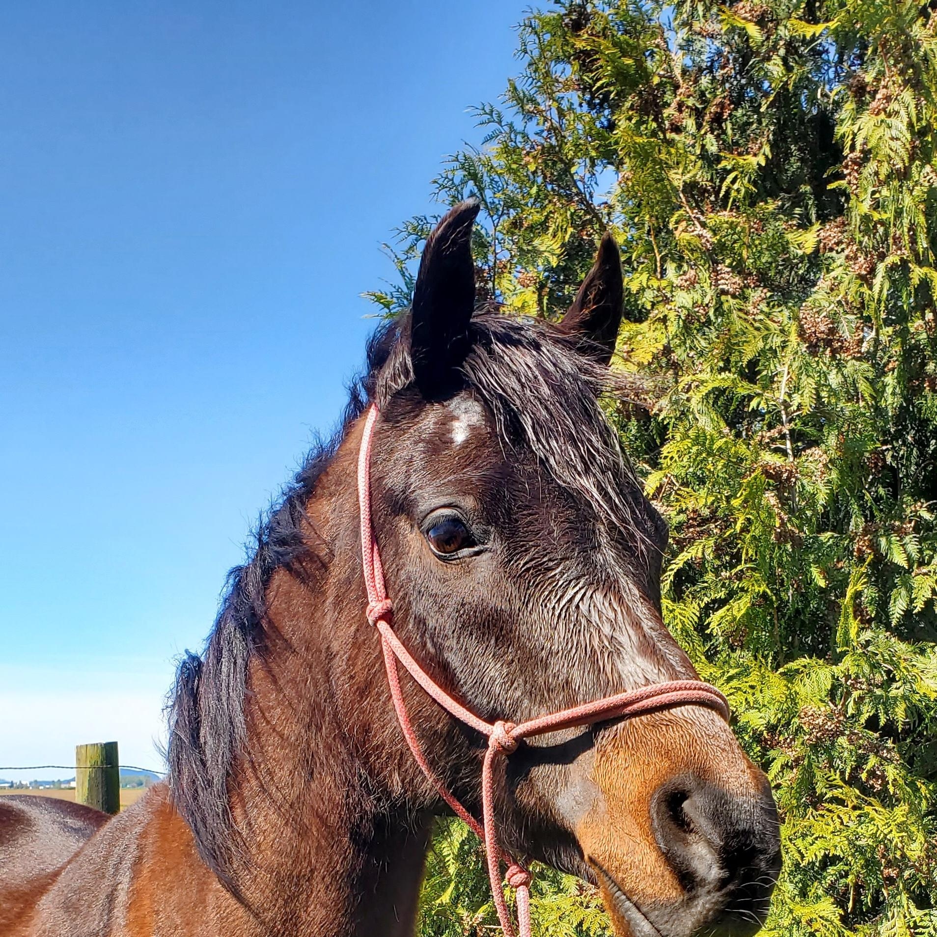 Enlarge Nova, a Adoptable Arabian in Mount Vernon, WA image 1/3