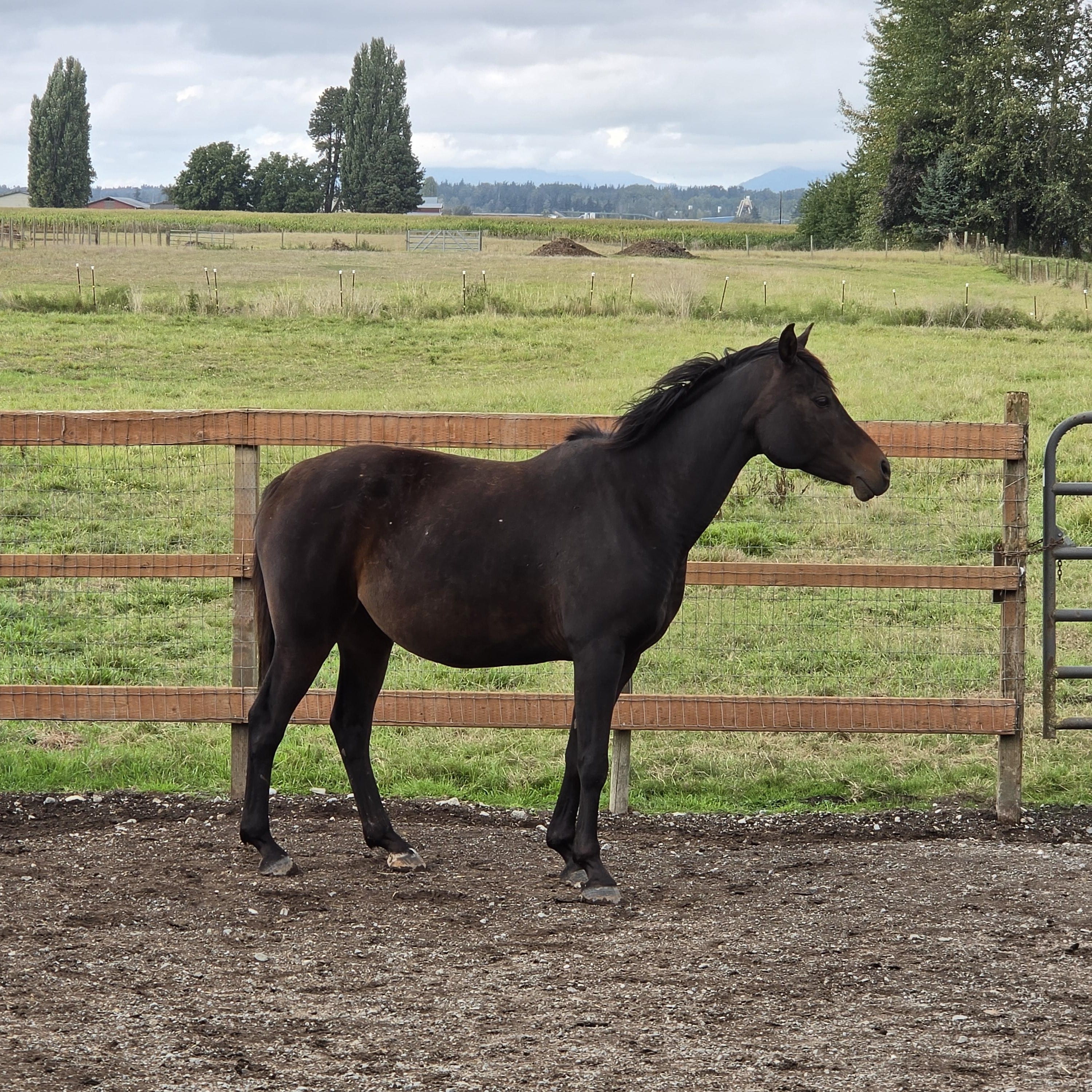Enlarge Nova, a Adoptable Arabian in Mount Vernon, WA image 3/3