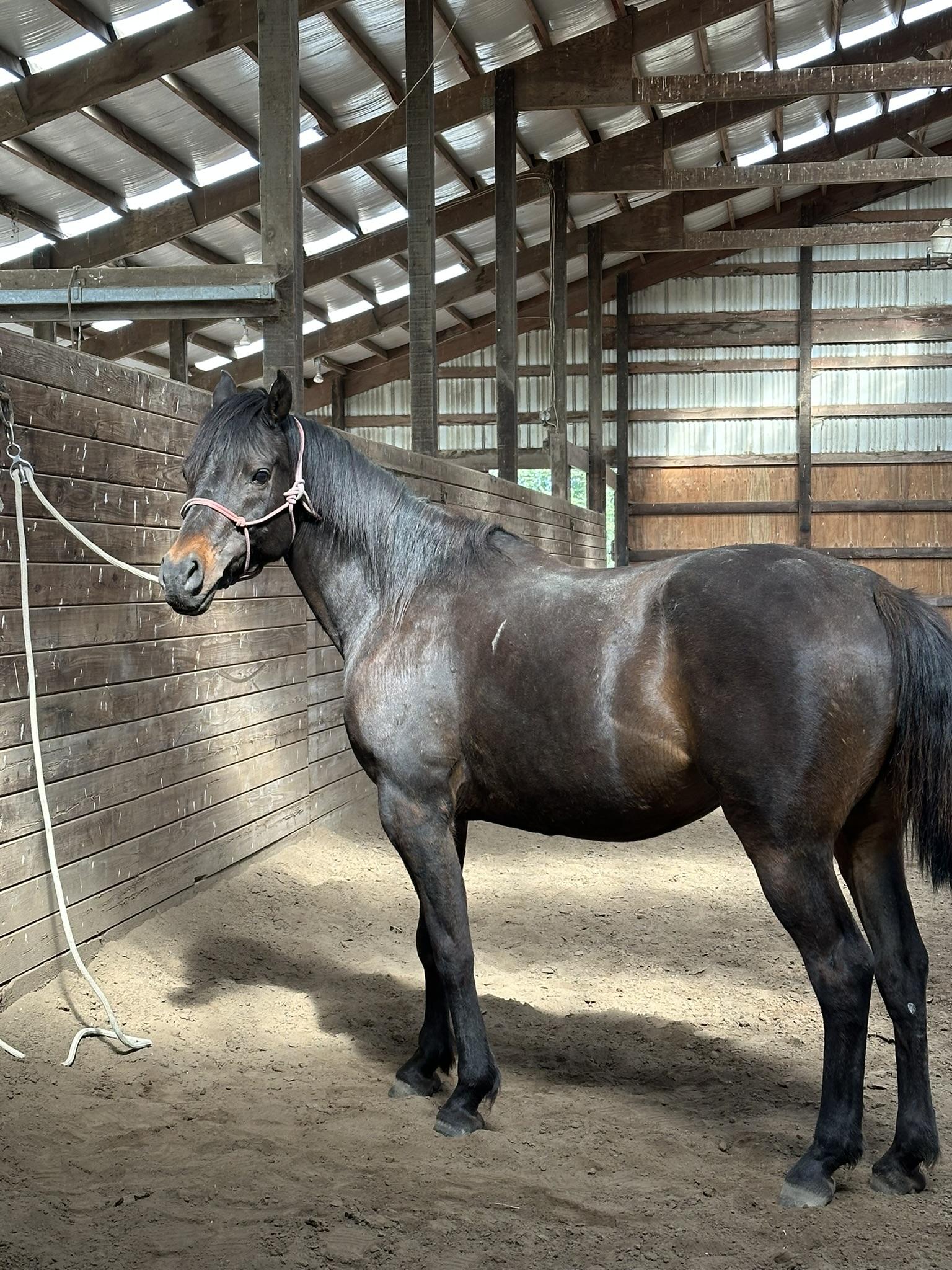 Enlarge Nova, a Adoptable Arabian in Mount Vernon, WA image 2/3