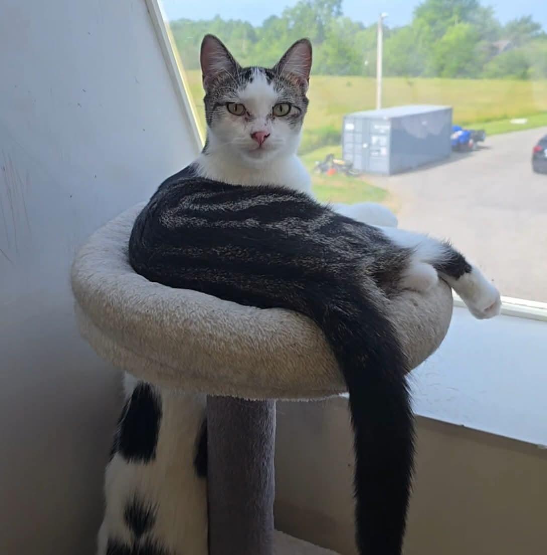 Enlarge Magma, a ADOPTABLE Domestic Short Hair in Stevensville, ON image 1/2
