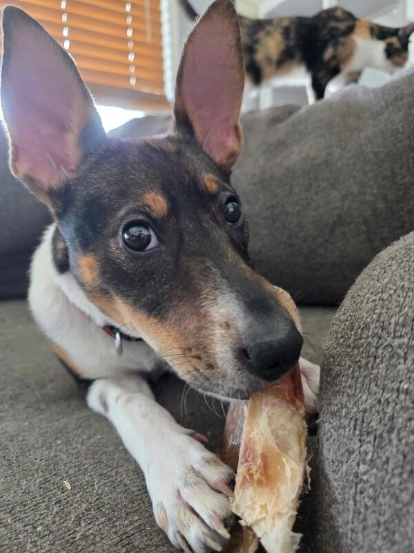 Crosby Rose Petite Girl