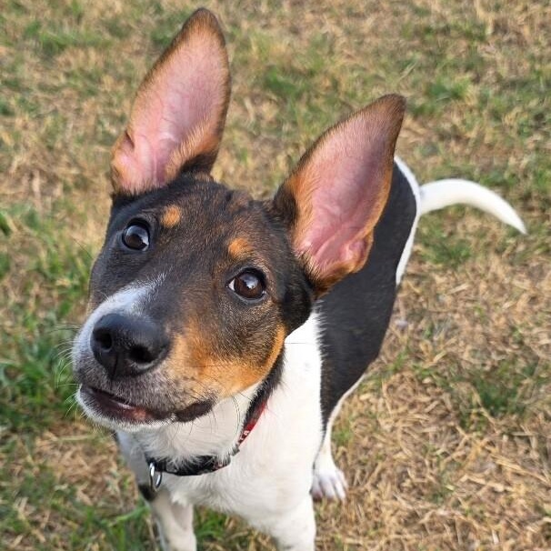 Crosby Rose Petite Girl — thumbnail 2