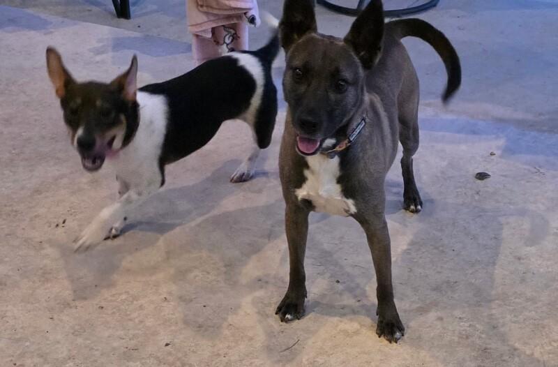 Crosby Rose Petite Girl — thumbnail 3