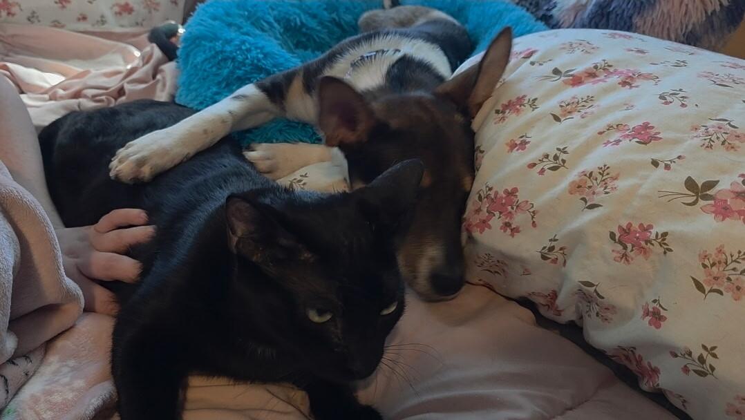 Crosby Rose Petite Girl — thumbnail 4