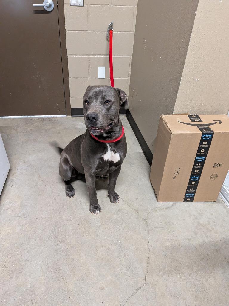 Enlarge Monkey, a Adoptable Pit Bull Terrier in Huntsville, TX image 1/1