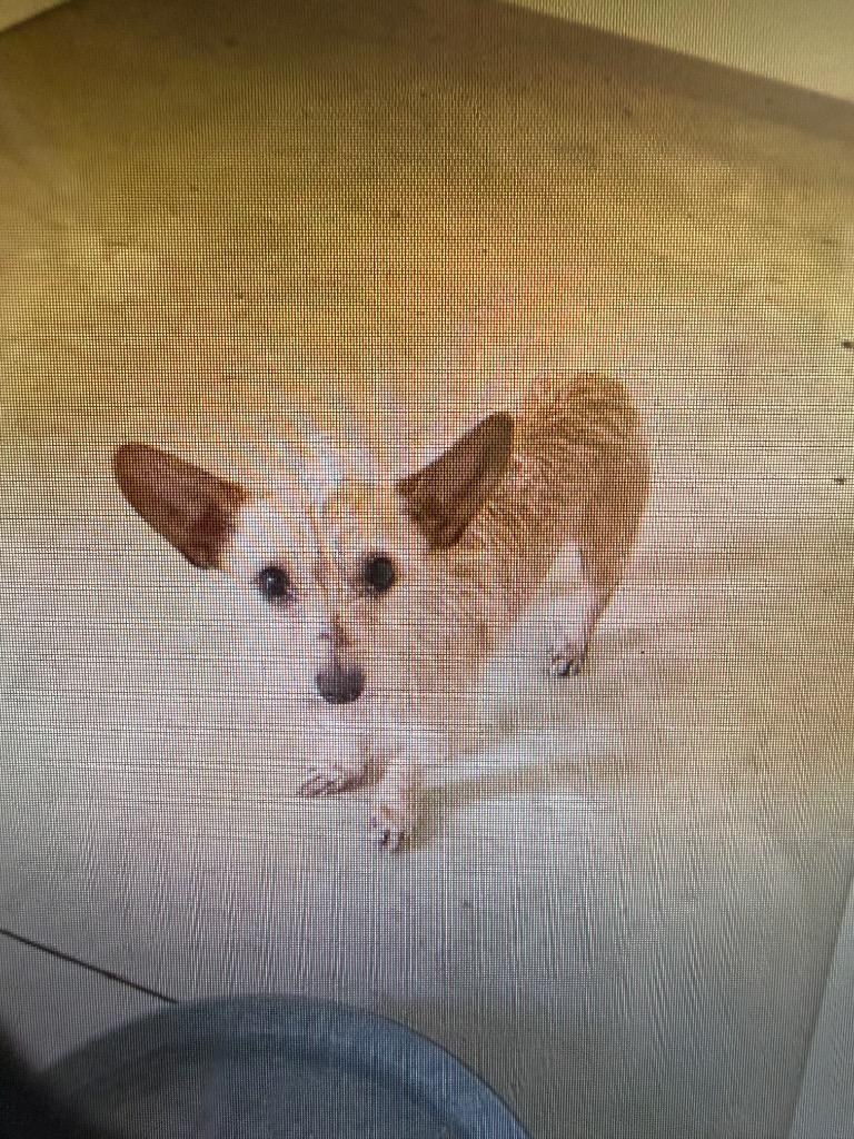 Sir Gizmo, Adoptable, Young Male Terrier.