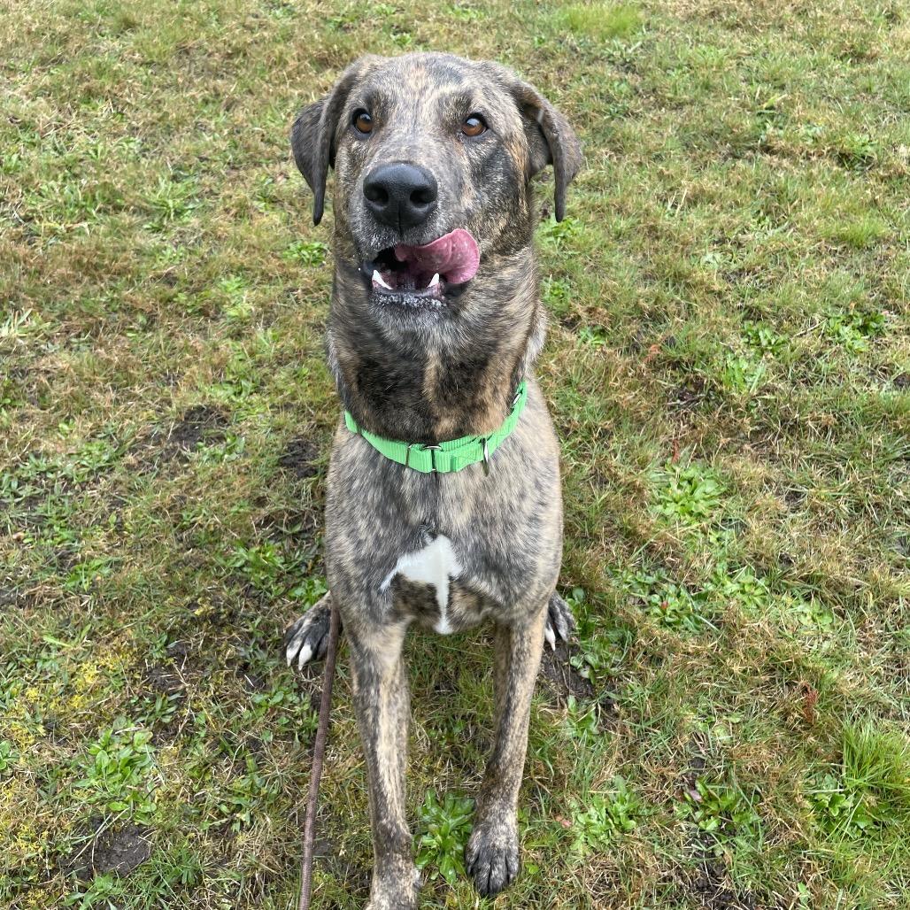 Enlarge Odin, a Adoptable mixed breed in Port Angeles, WA image 2/6