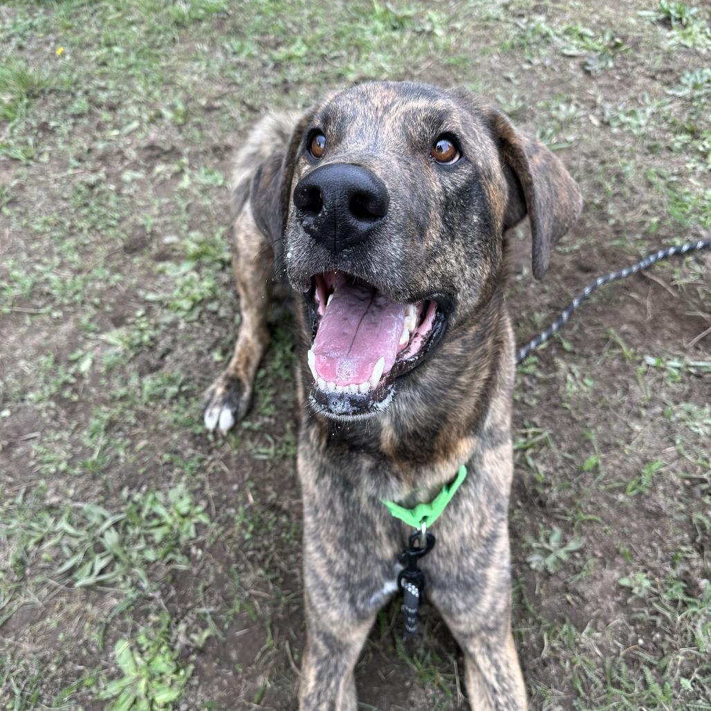Enlarge Odin, a Adoptable mixed breed in Port Angeles, WA image 3/6