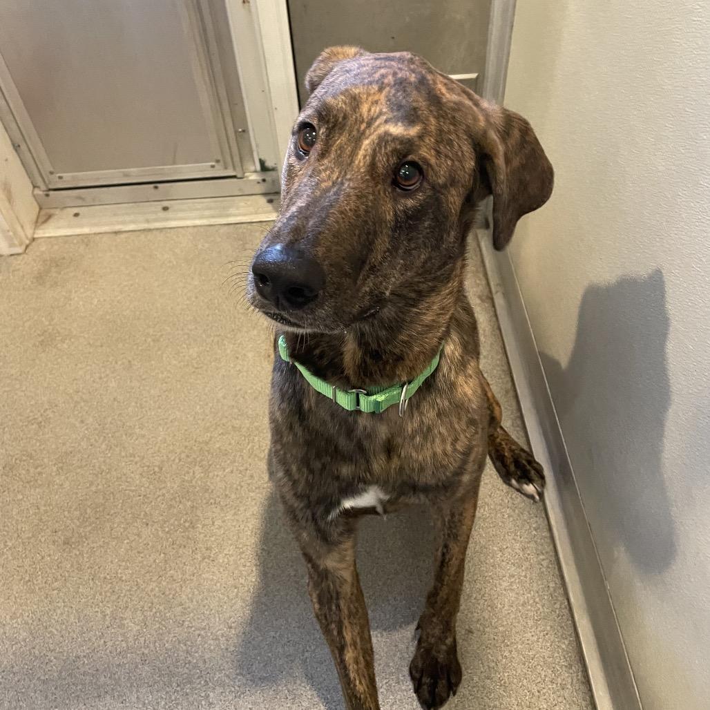 Enlarge Odin, a Adoptable mixed breed in Port Angeles, WA image 4/6