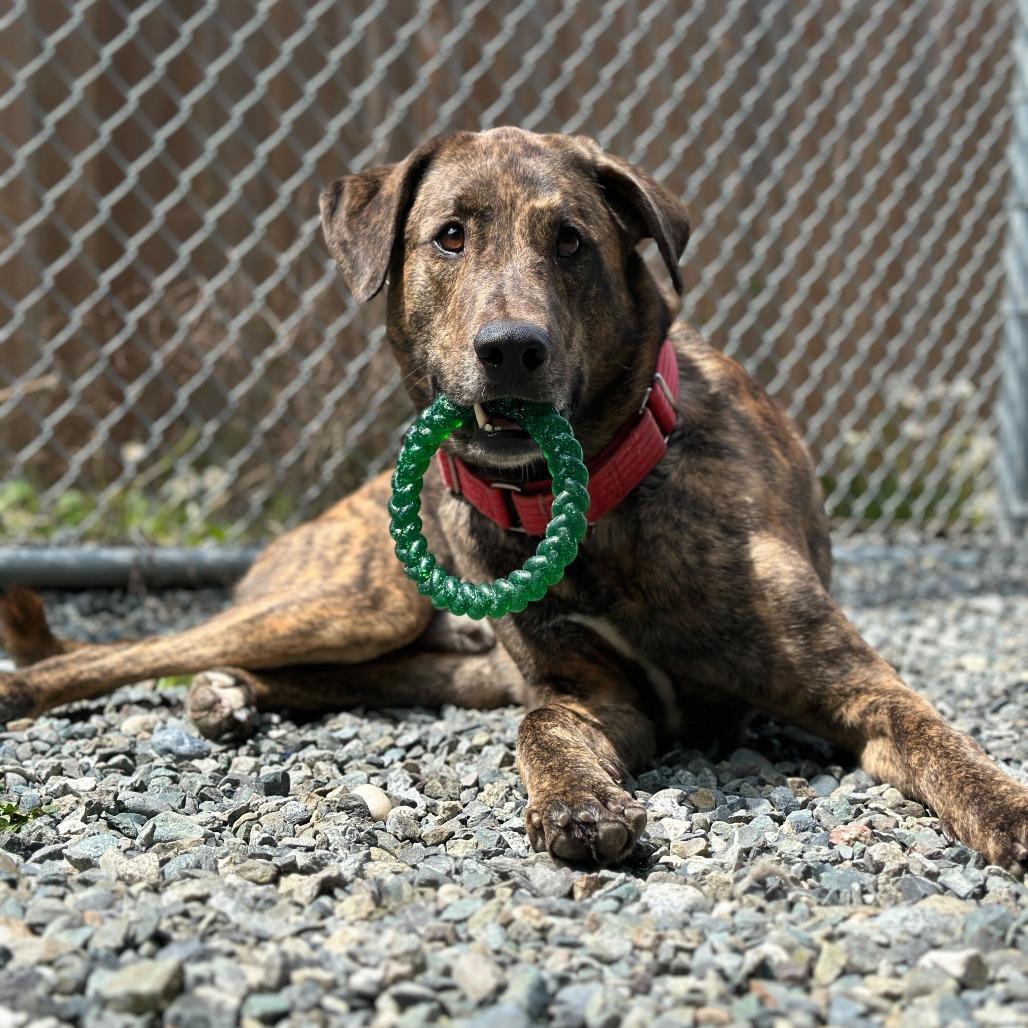 Odin, Adoptable, Adult Male Mixed Breed & Great Dane.