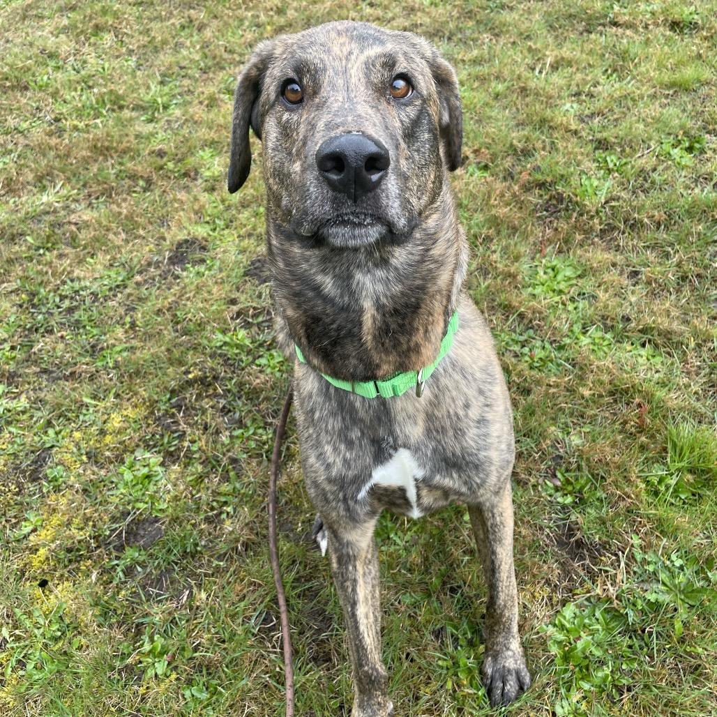 Enlarge Odin, a Adoptable mixed breed in Port Angeles, WA image 6/6