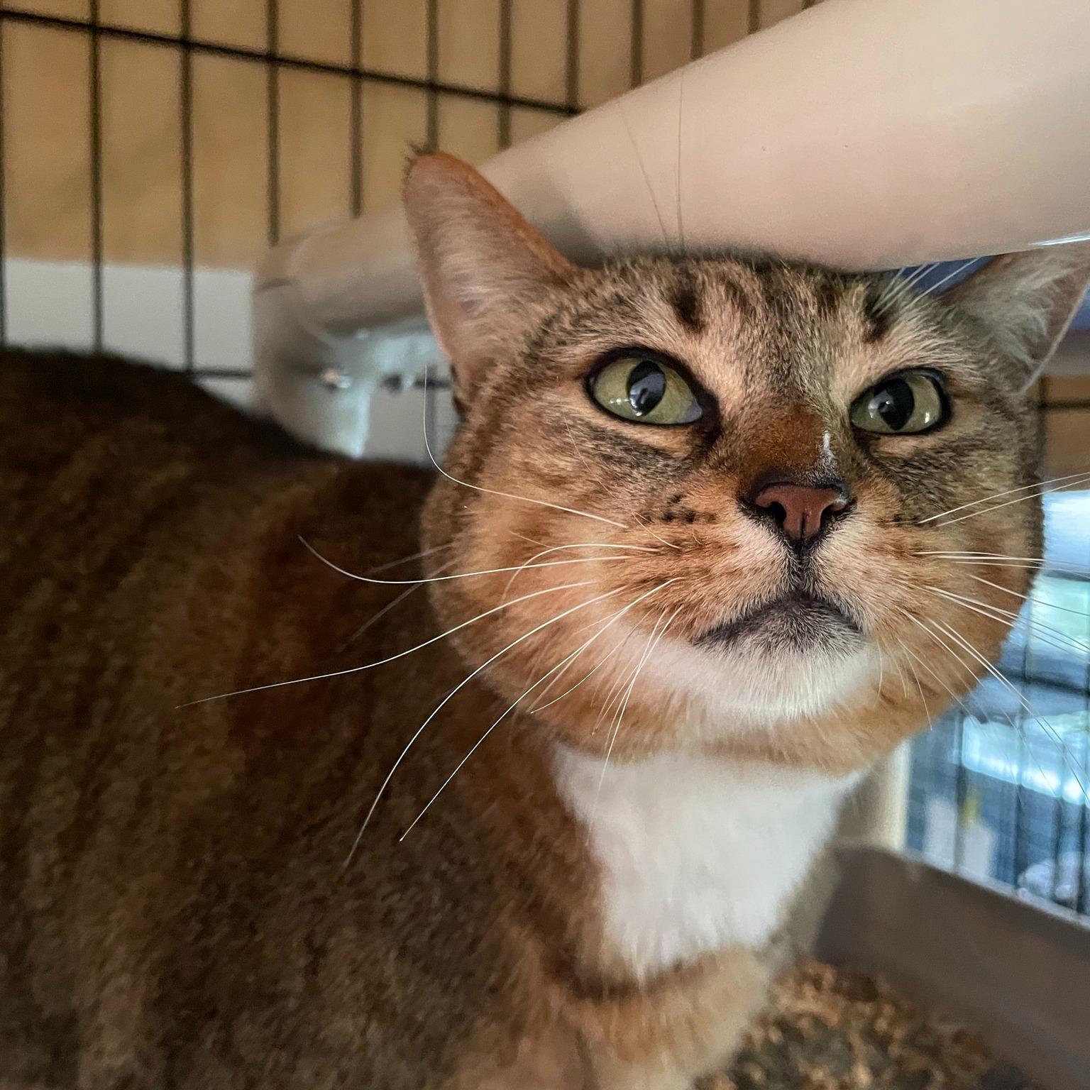 Enlarge Lily, a ADOPTABLE Domestic Short Hair in Salt Spring Island, BC image 3/3