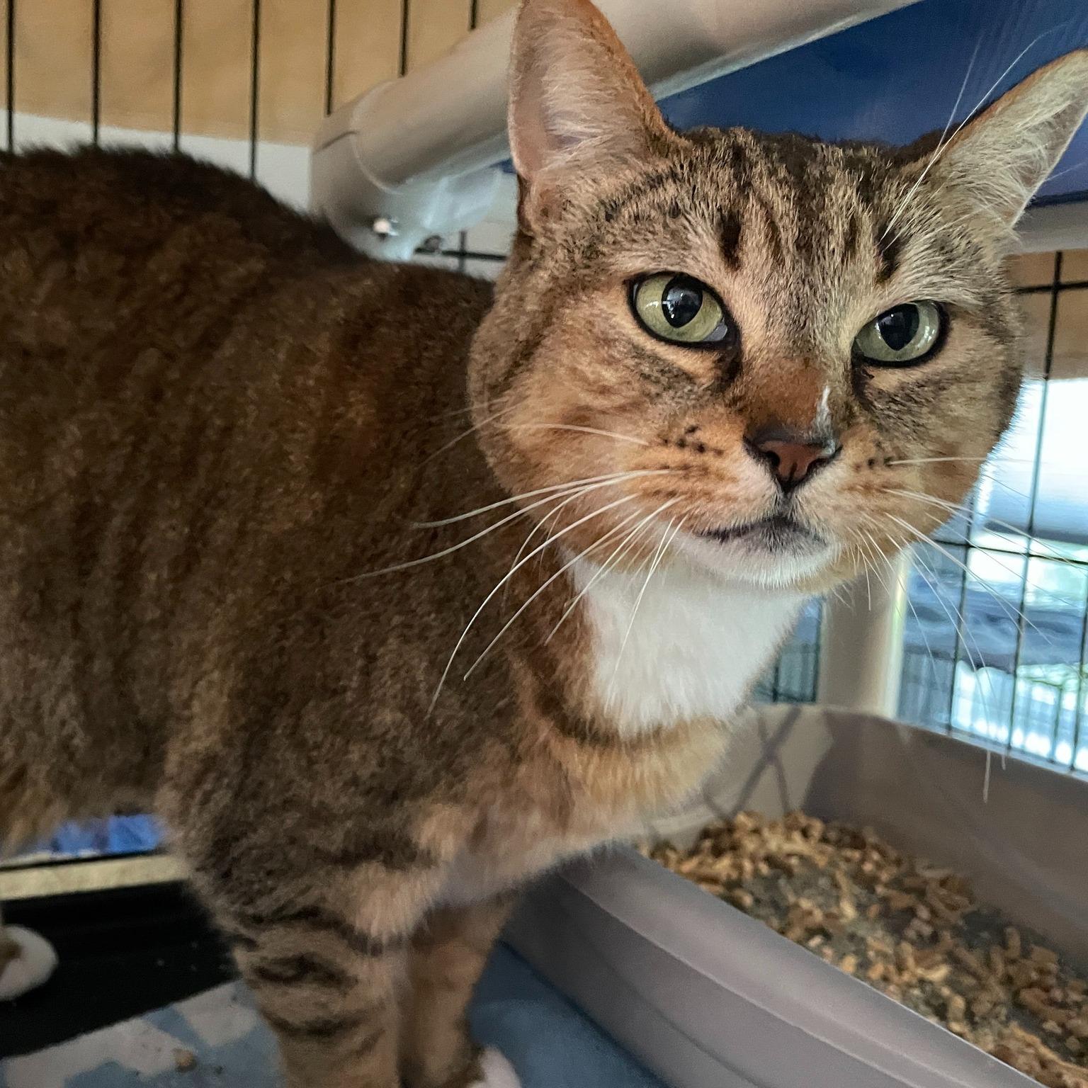 Enlarge Lily, a ADOPTABLE Domestic Short Hair in Salt Spring Island, BC image 1/3