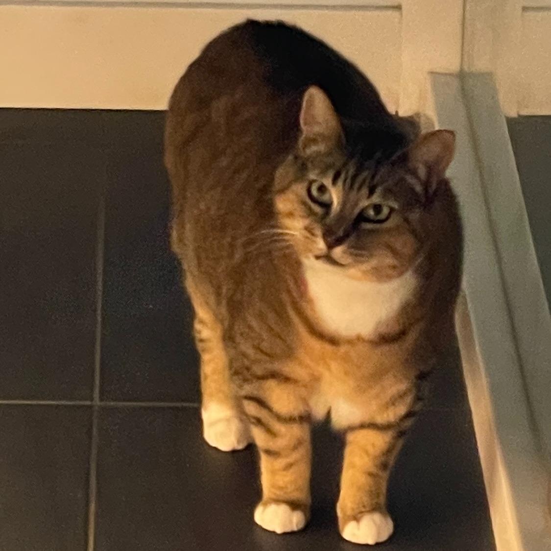 Enlarge Lily, a ADOPTABLE Domestic Short Hair in Salt Spring Island, BC image 2/3