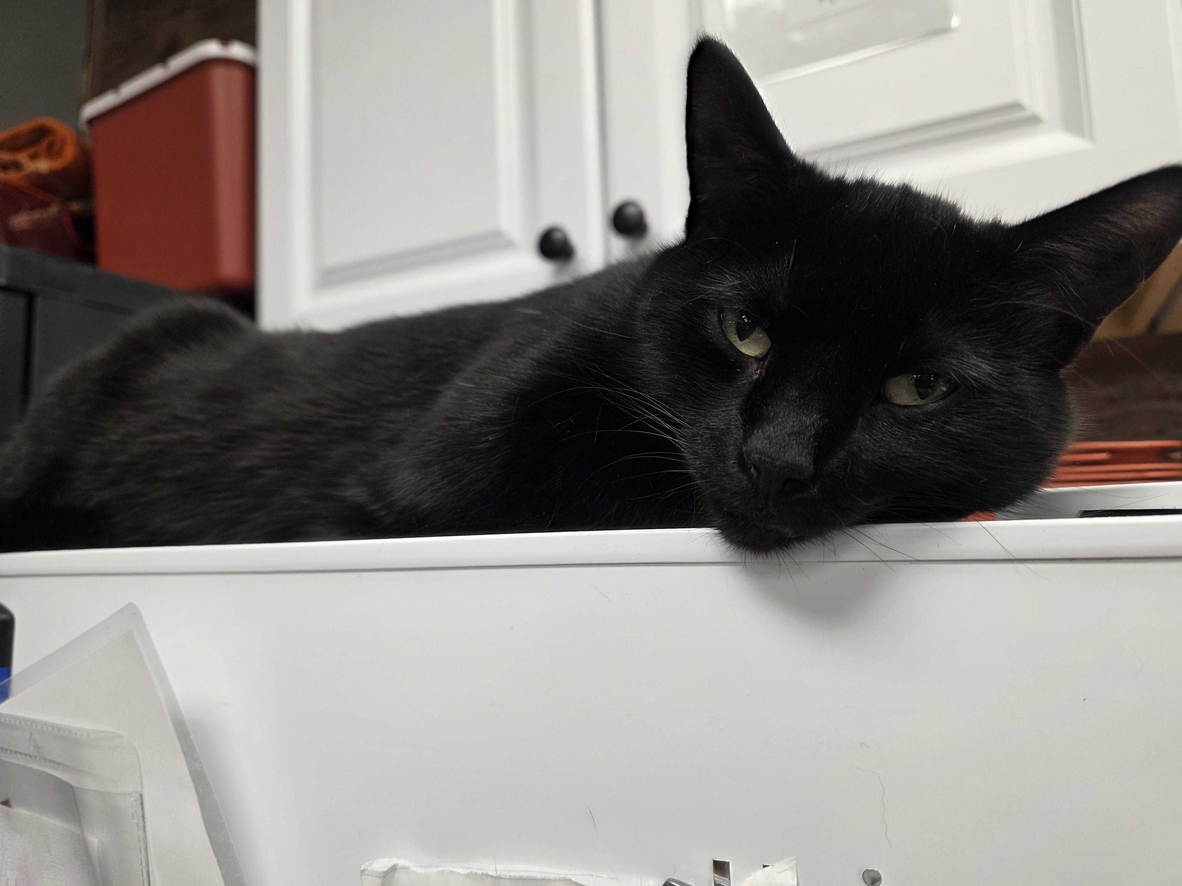 Enlarge Virginia, an adoptable Domestic Short Hair in Hamburg, NY image 2/2