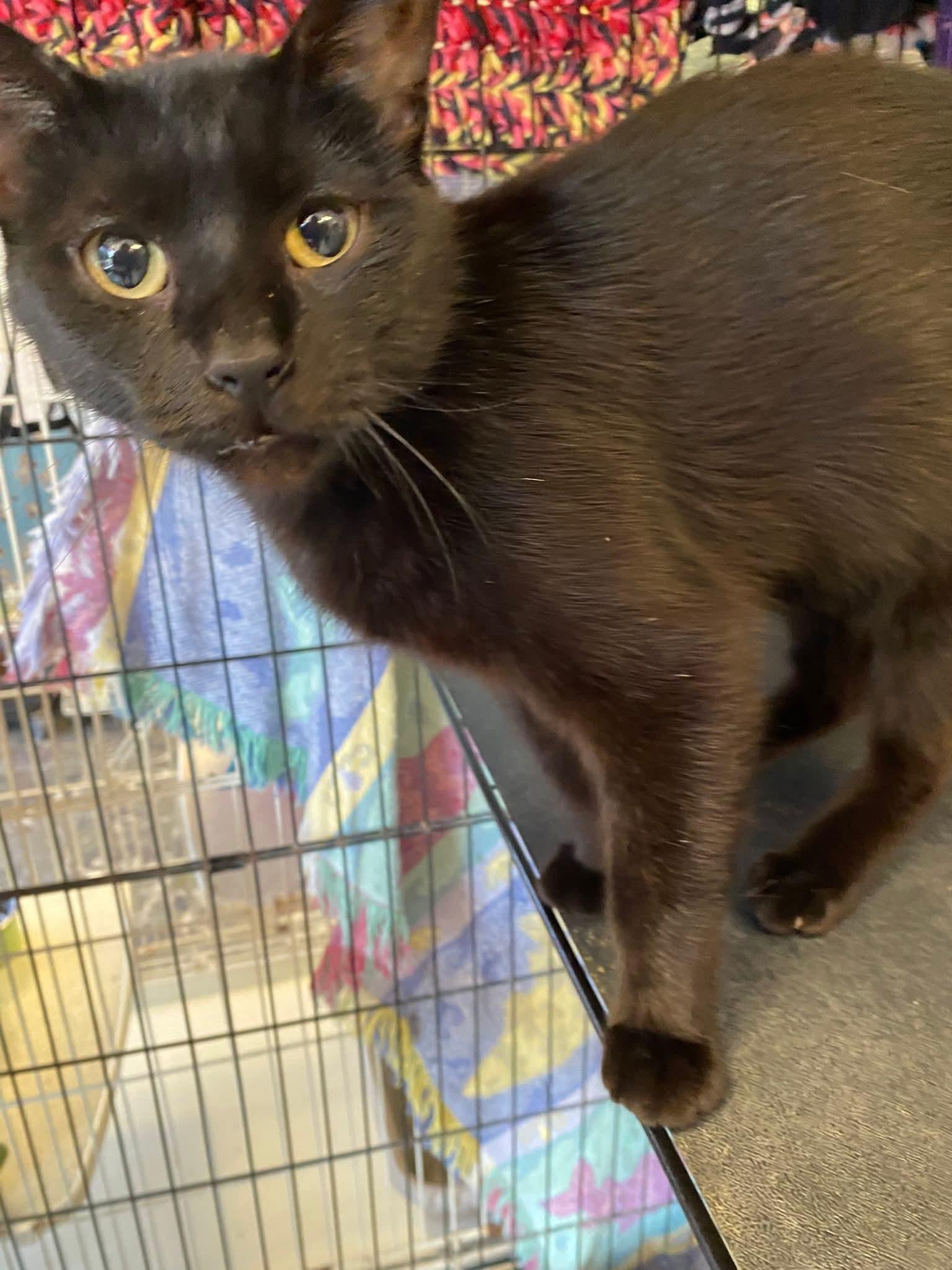 Virginia, Adoptable, Adult Female Domestic Short Hair.