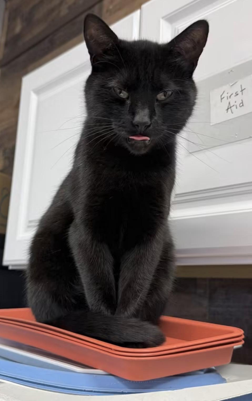 Enlarge Virginia, an adoptable Domestic Short Hair in Hamburg, NY image 1/1