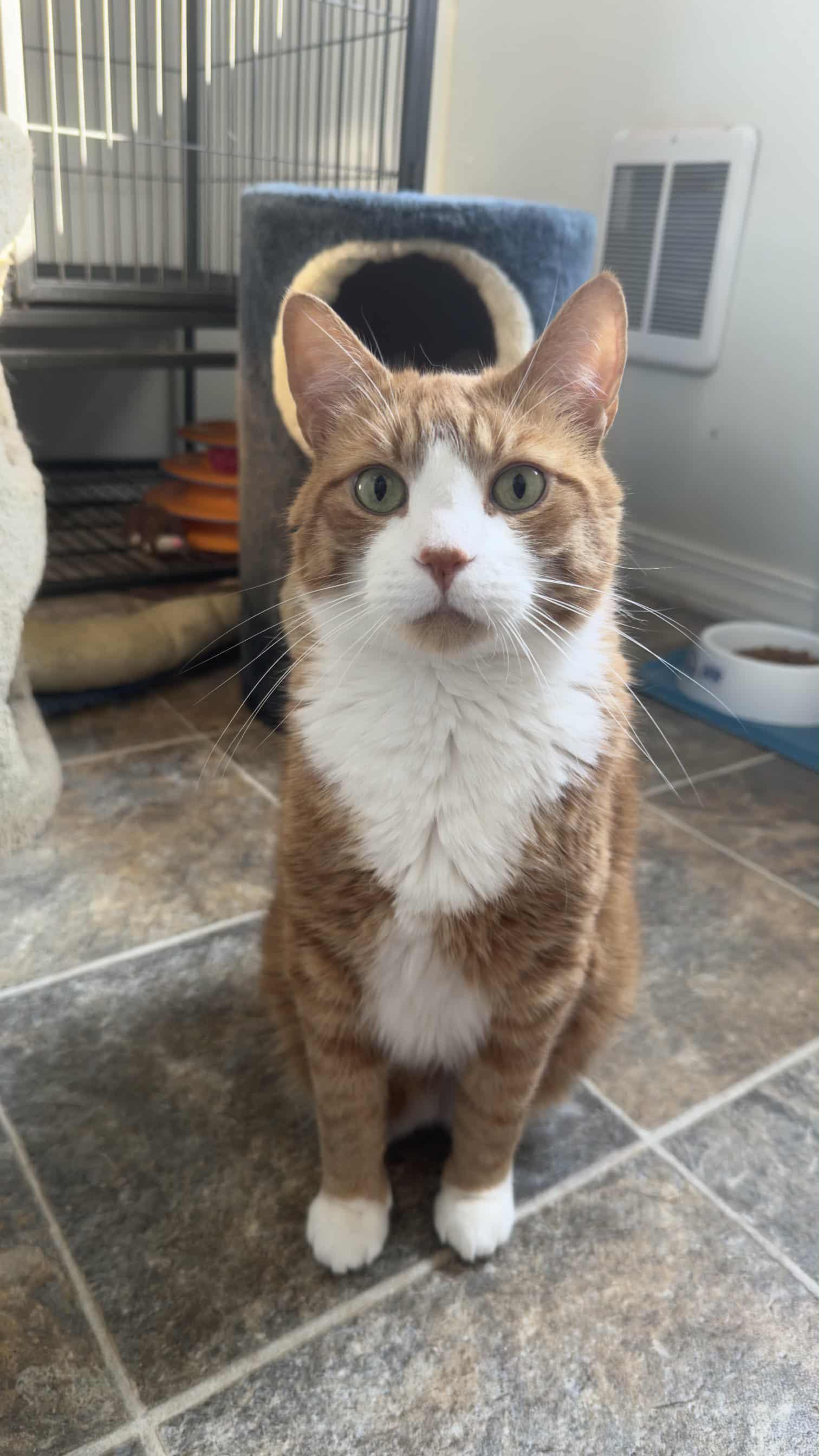 Duncan, an adoptable American Shorthair in Fort Kent, ME, 04743 | Photo Image 1
