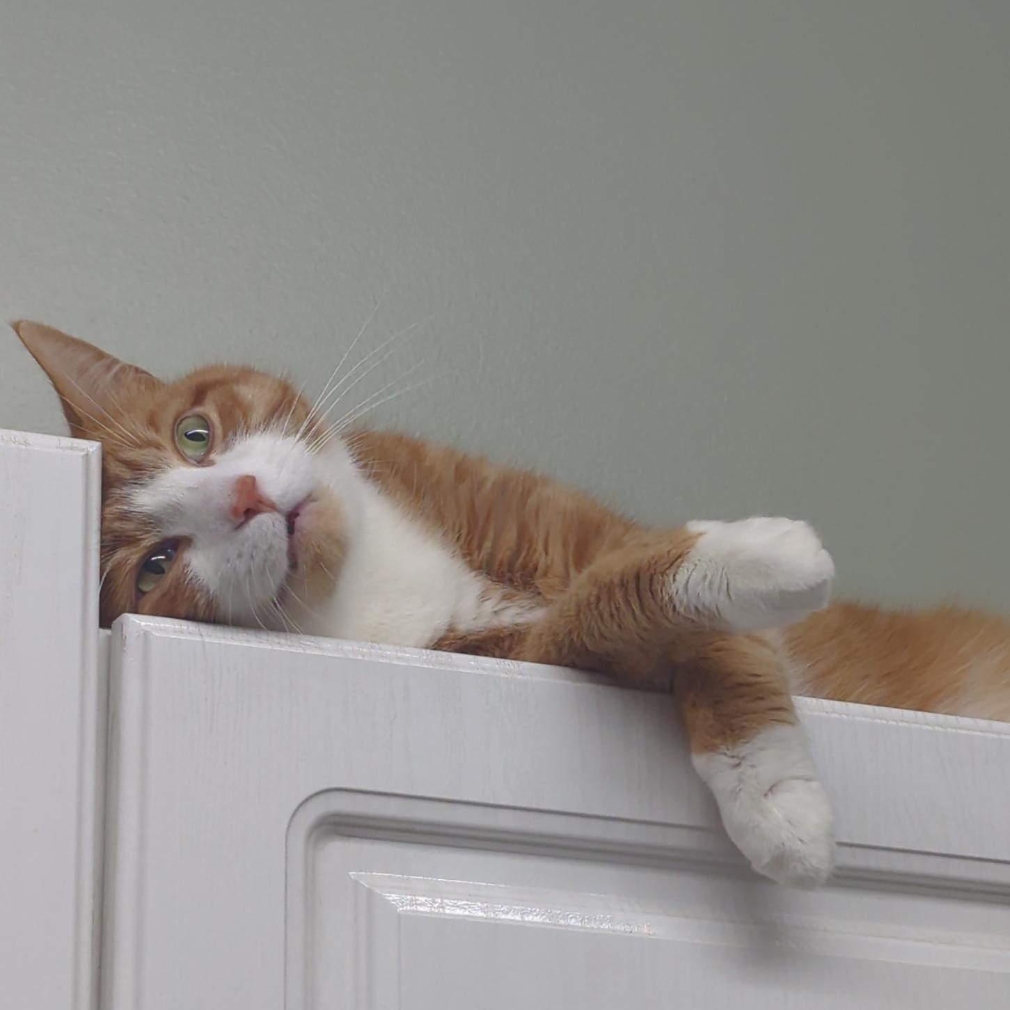 Duncan, an adoptable American Shorthair in Fort Kent, ME, 04743 | Photo Image 2