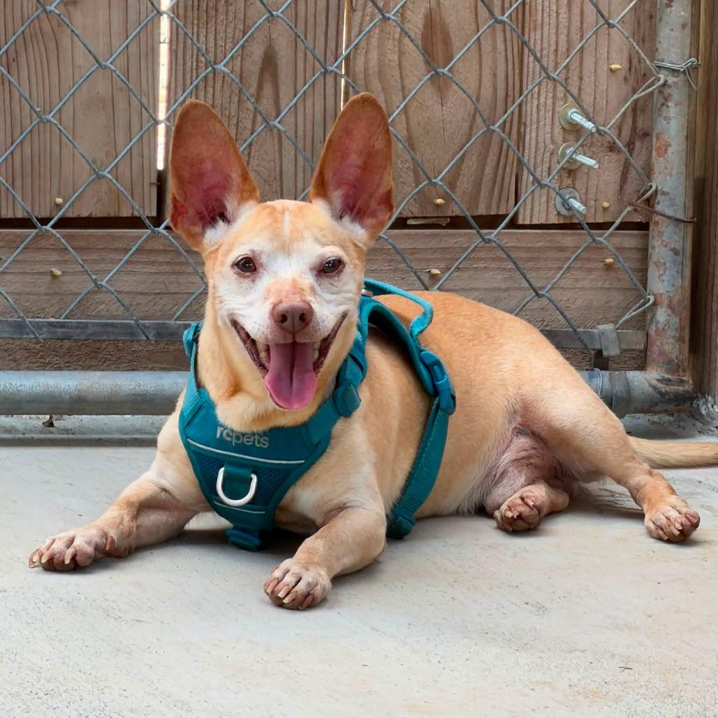 Trooper, Adoptable, Senior Male Chihuahua & Mixed Breed.