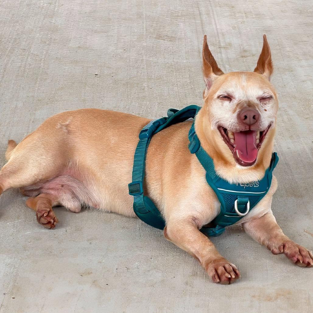 Enlarge Trooper, a Adoptable mixed breed in Weatherford, TX image 2/5