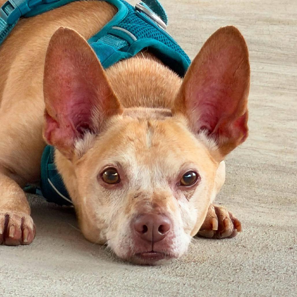 Enlarge Trooper, a Adoptable mixed breed in Weatherford, TX image 3/5