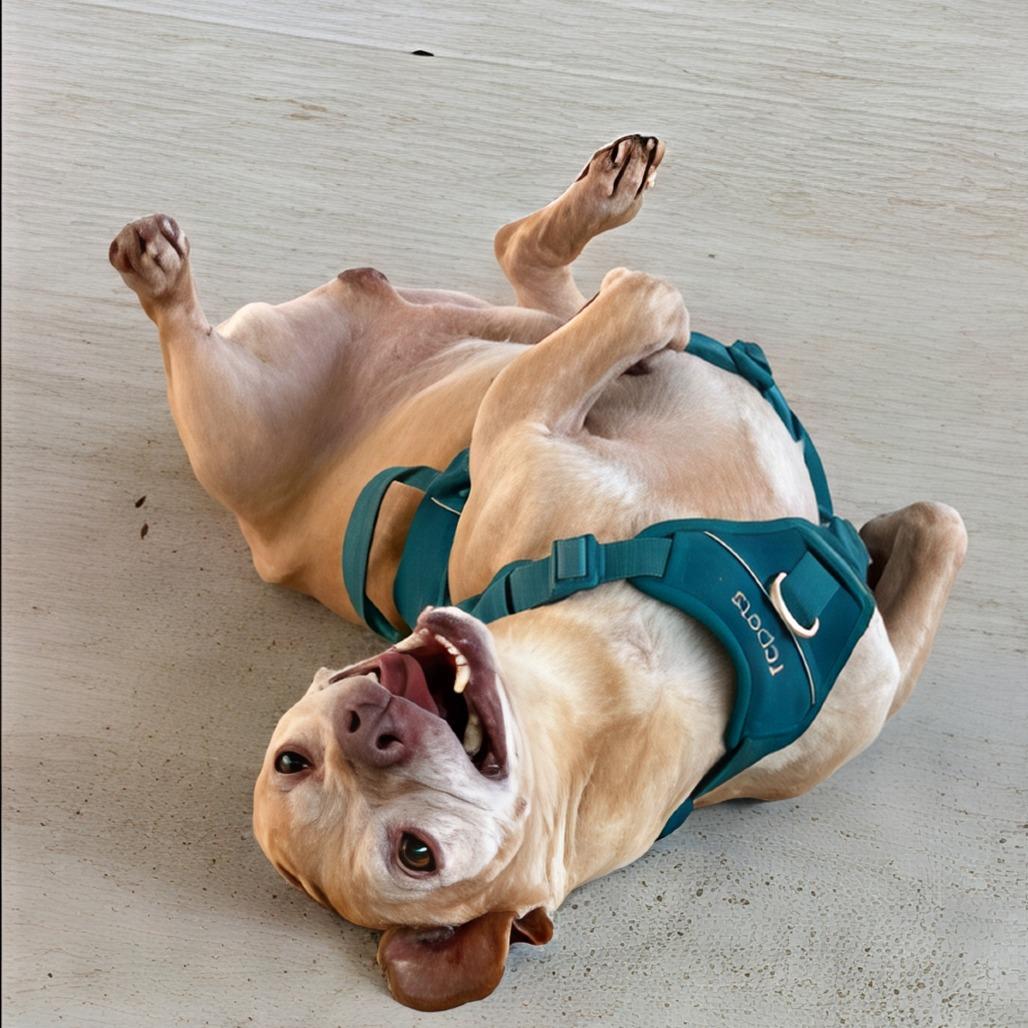 Enlarge Trooper, a Adoptable mixed breed in Weatherford, TX image 4/5