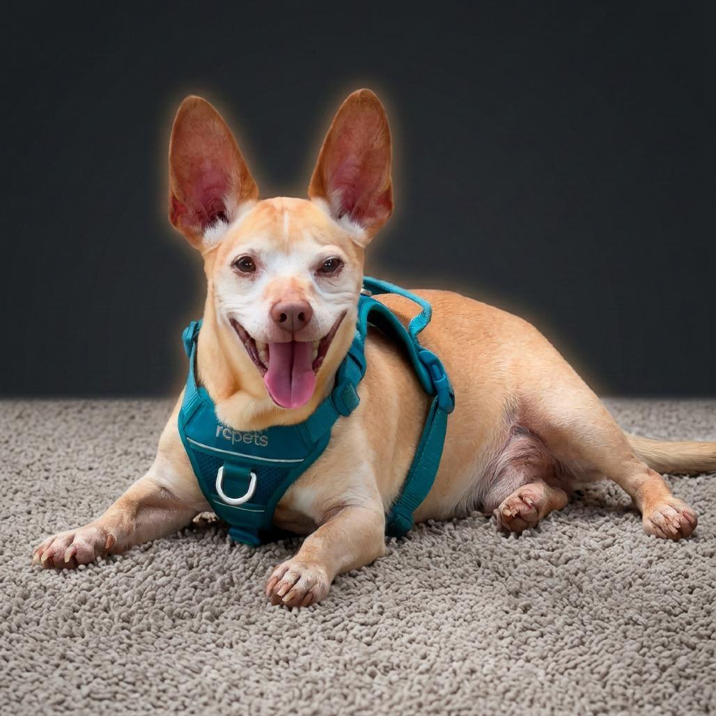 Enlarge Trooper, a Adoptable mixed breed in Weatherford, TX image 5/5