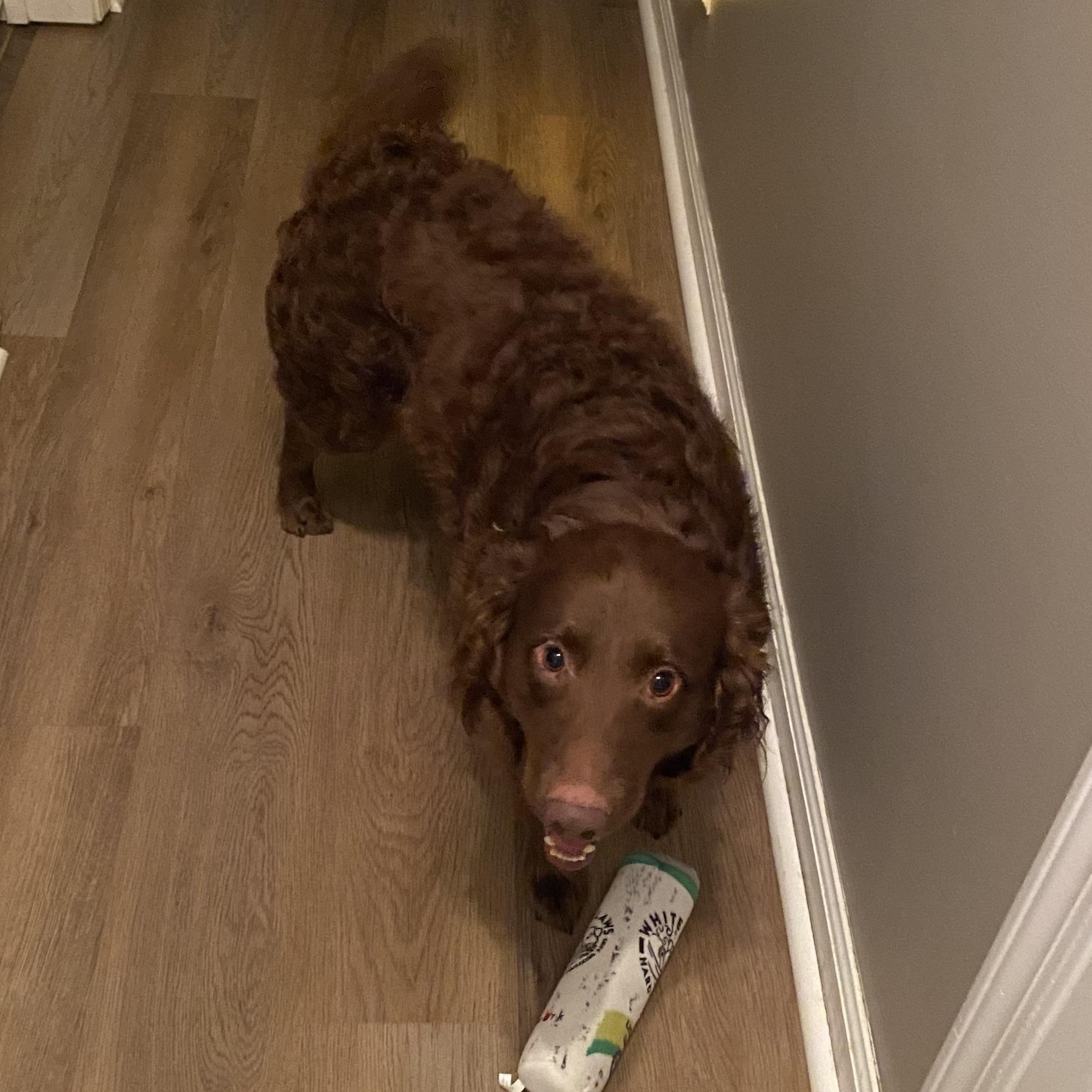 Louie, Adopted, Adult Male Chesapeake Bay Retriever & Australian Shepherd.