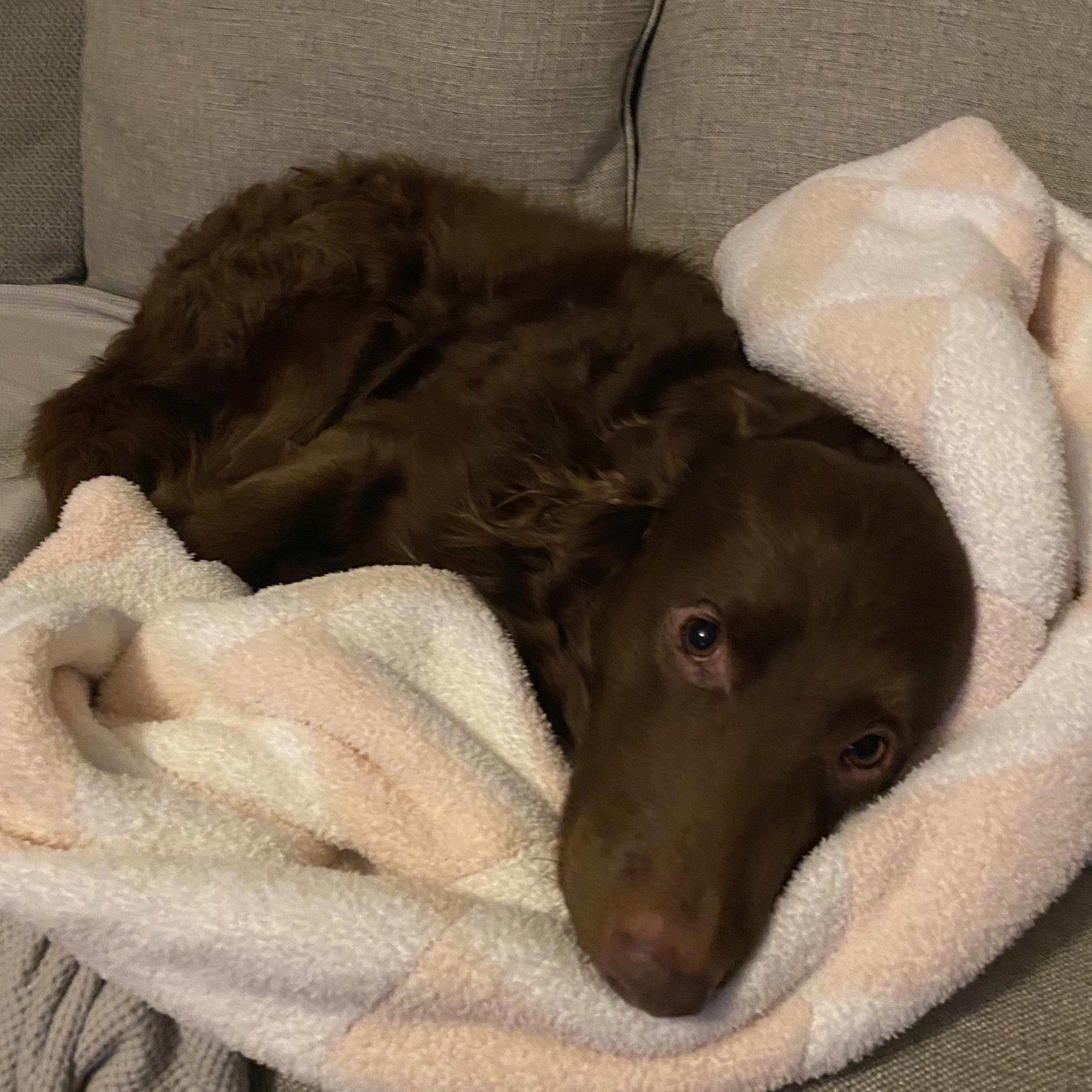 Enlarge Louie, a Adopted mixed breed in Georgetown, DE image 2/4