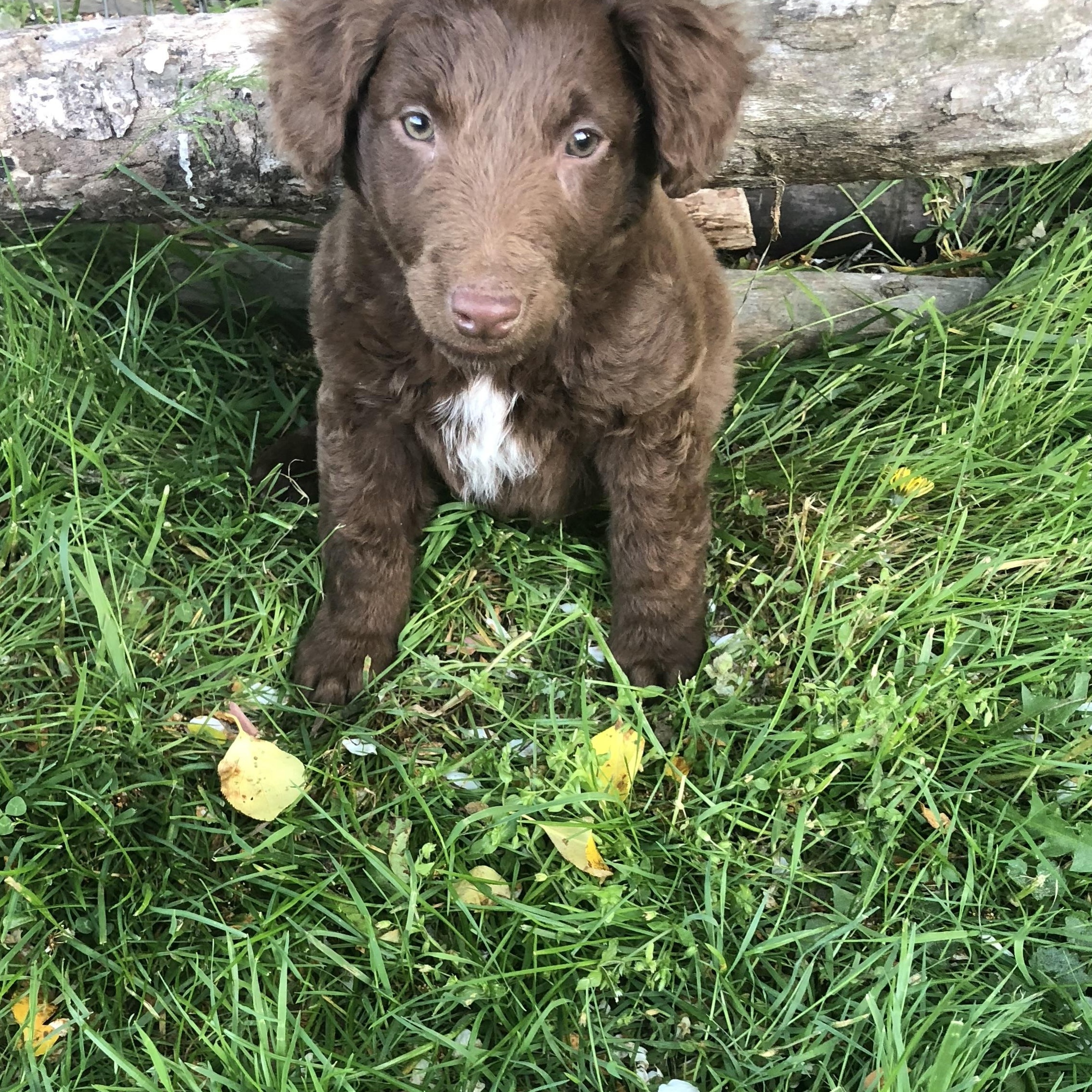 Enlarge Louie, a Adopted mixed breed in Georgetown, DE image 3/4