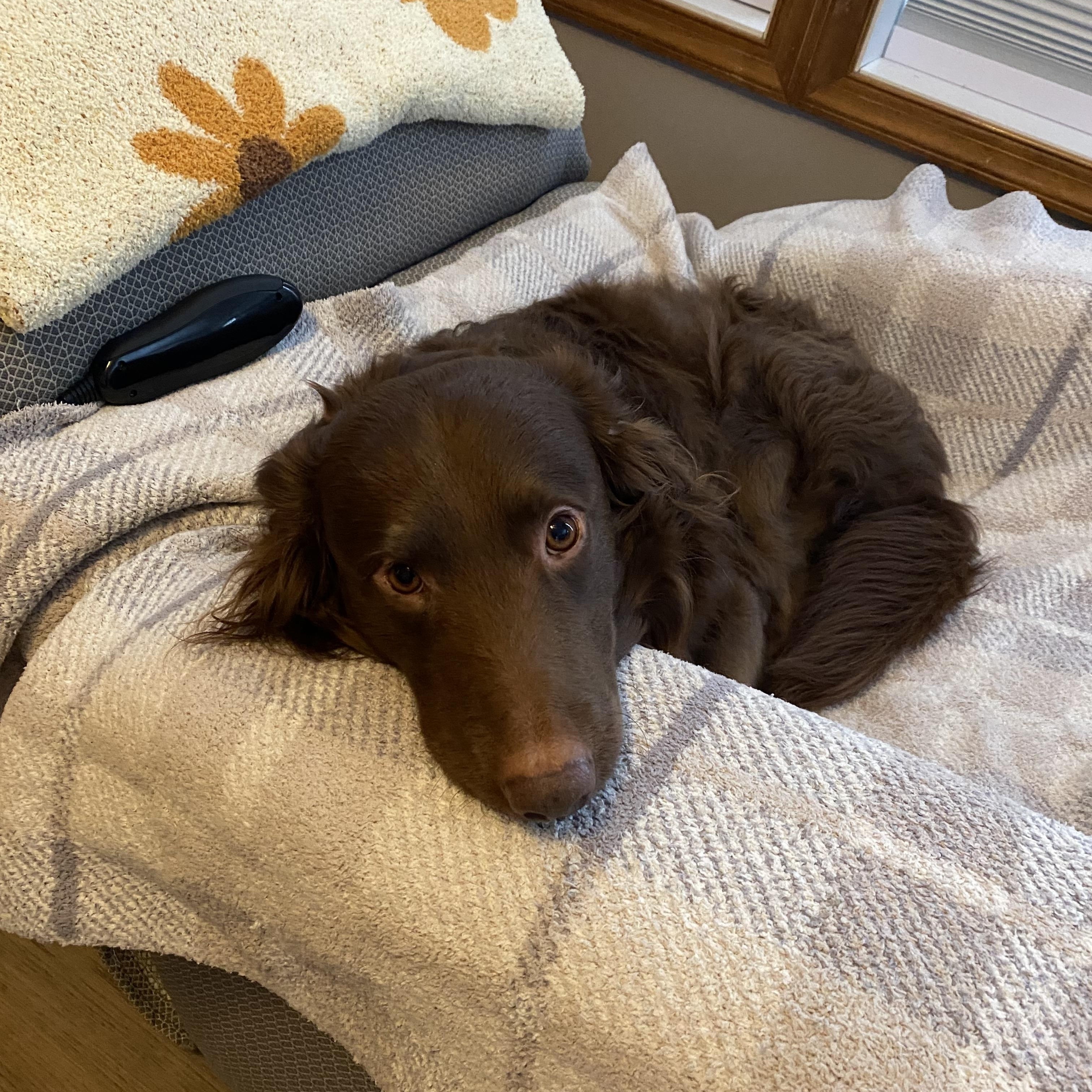 Enlarge Louie, a Adopted mixed breed in Georgetown, DE image 4/4