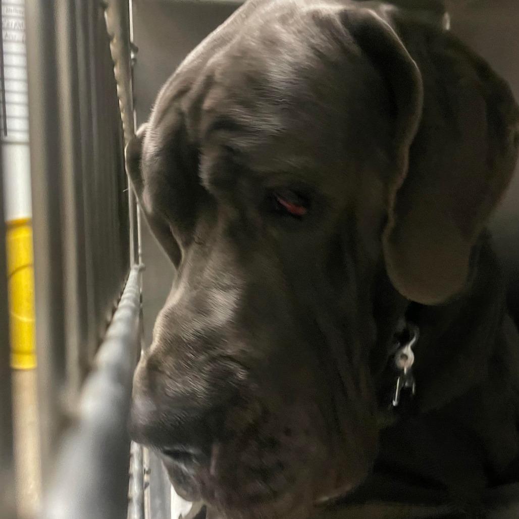 OTIS-A2174219, Adoptable, Adult Male Great Dane.