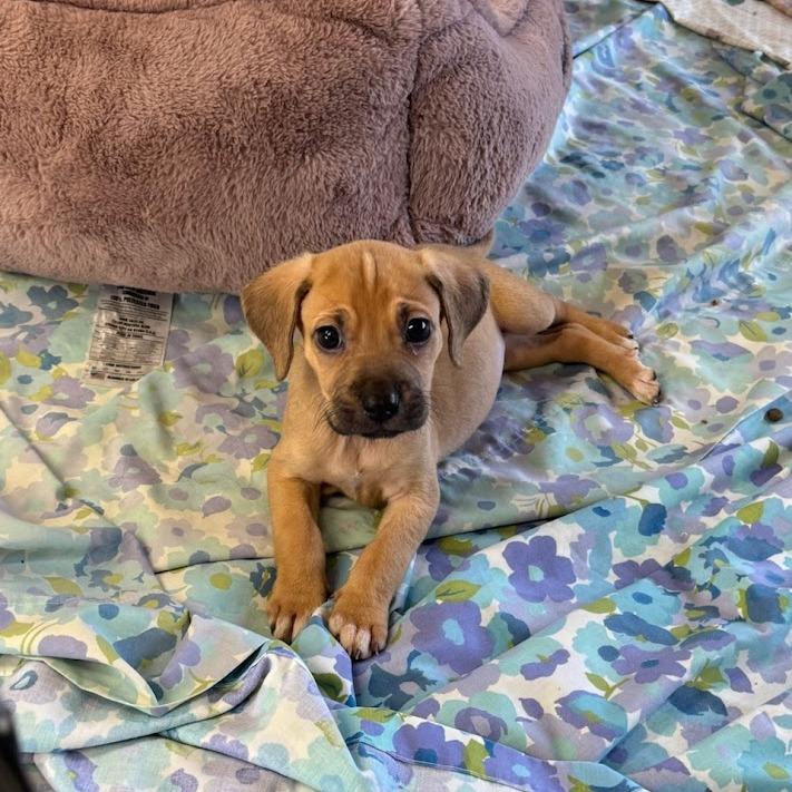 Cooler, Adoptable, Puppy Female Labrador Retriever.