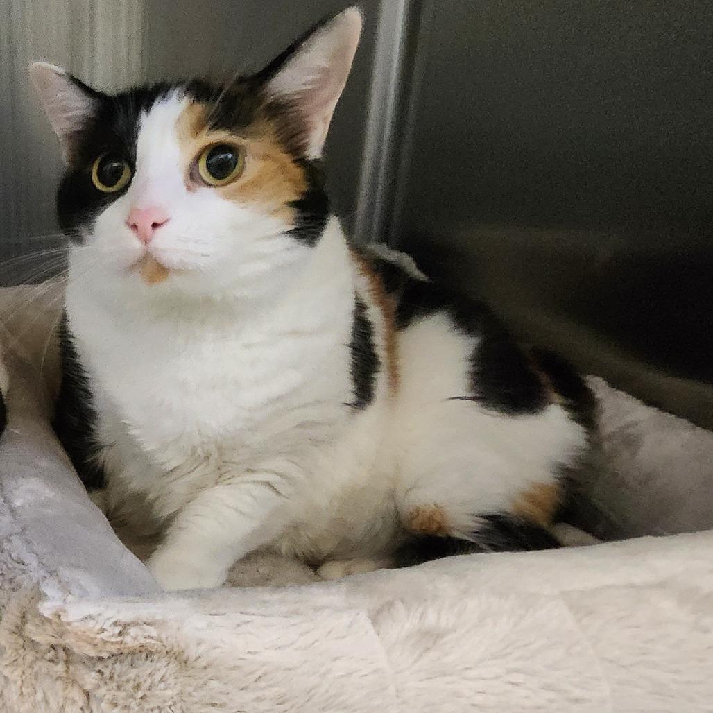 Enlarge Callie, a ADOPTABLE Domestic Short Hair in Stanley, VA image 1/1