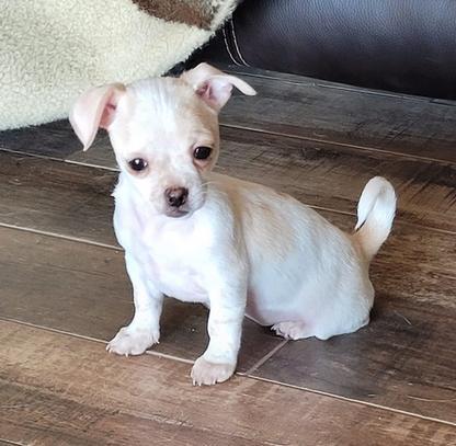 Lil' Bit, Adopted, Puppy Female Pug.