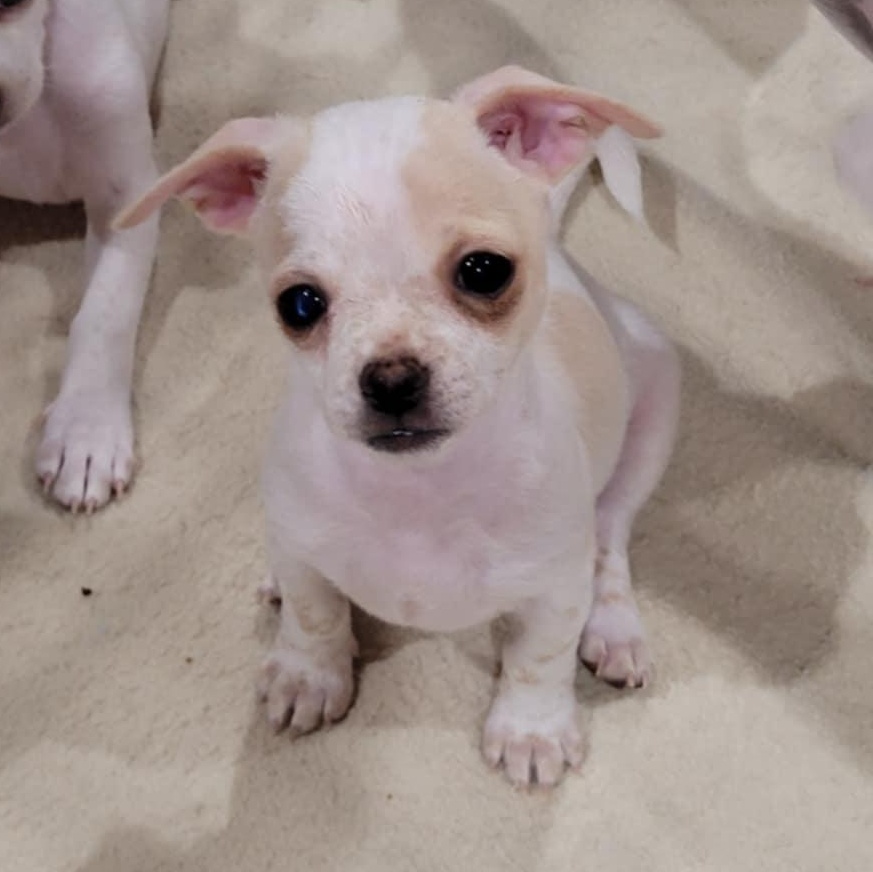 Enlarge Lil' Bit, a Adopted mixed breed in New River, AZ image 2/4