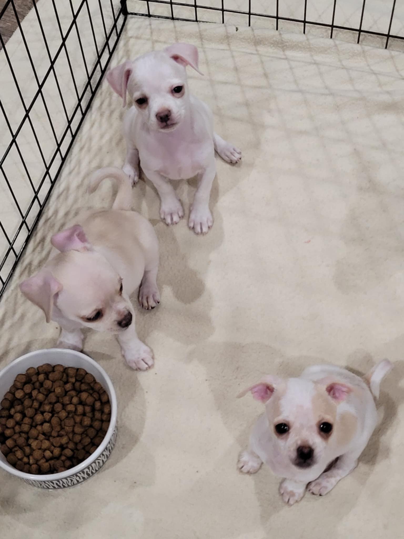 Enlarge Lil' Bit, a Adopted mixed breed in New River, AZ image 4/4