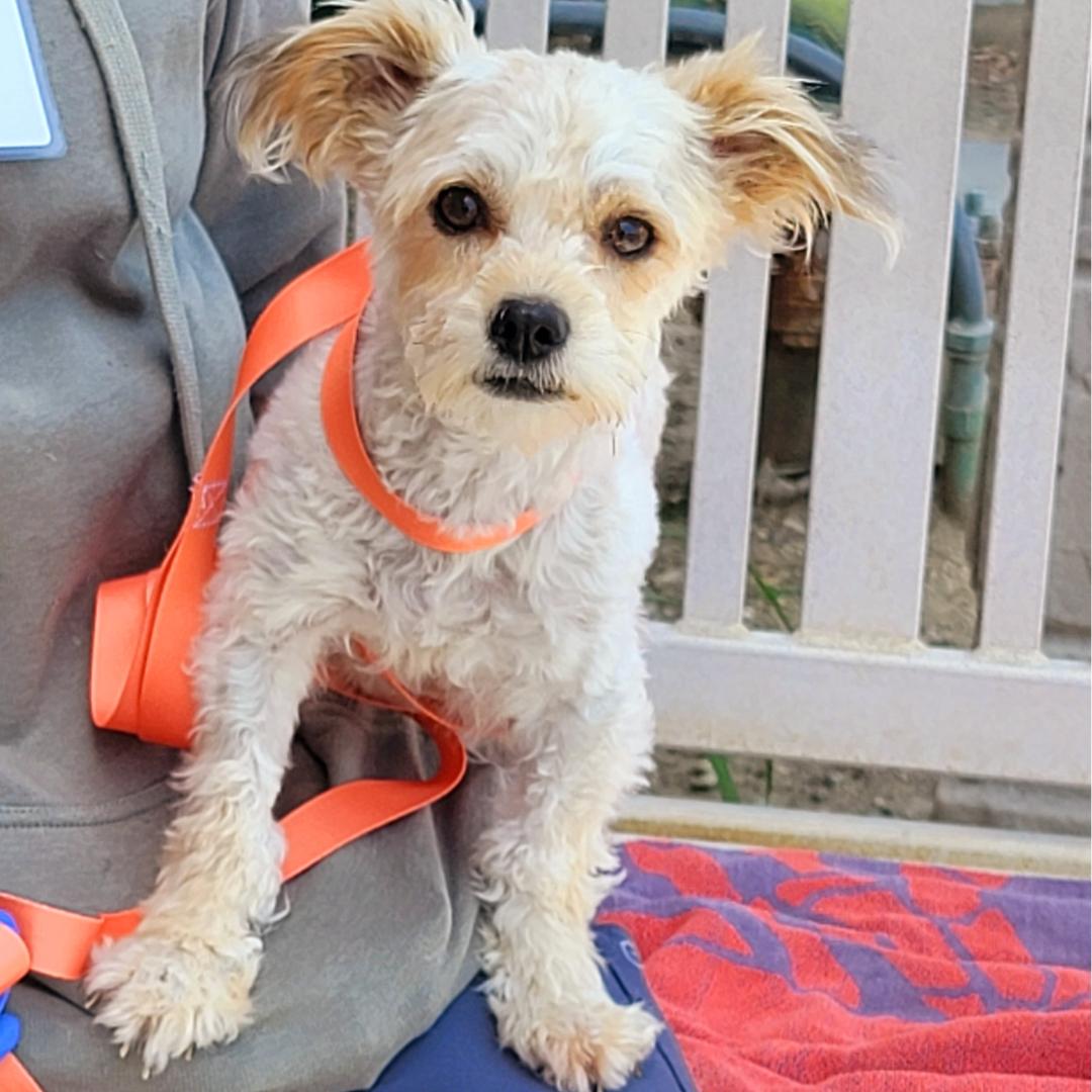 Dog for adoption LOLA (Loves Belly Rubs!), a Cockapoo & Yorkshire