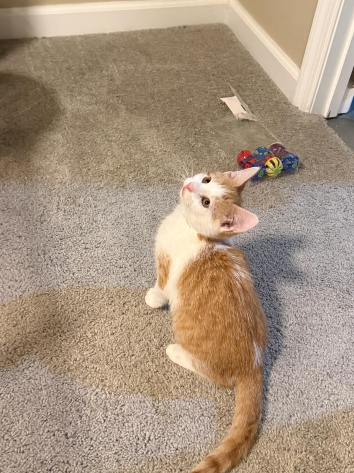 Arthur must be adopted as a pair, an adopted Domestic Short Hair in Ellicott City, MD image 2/3
