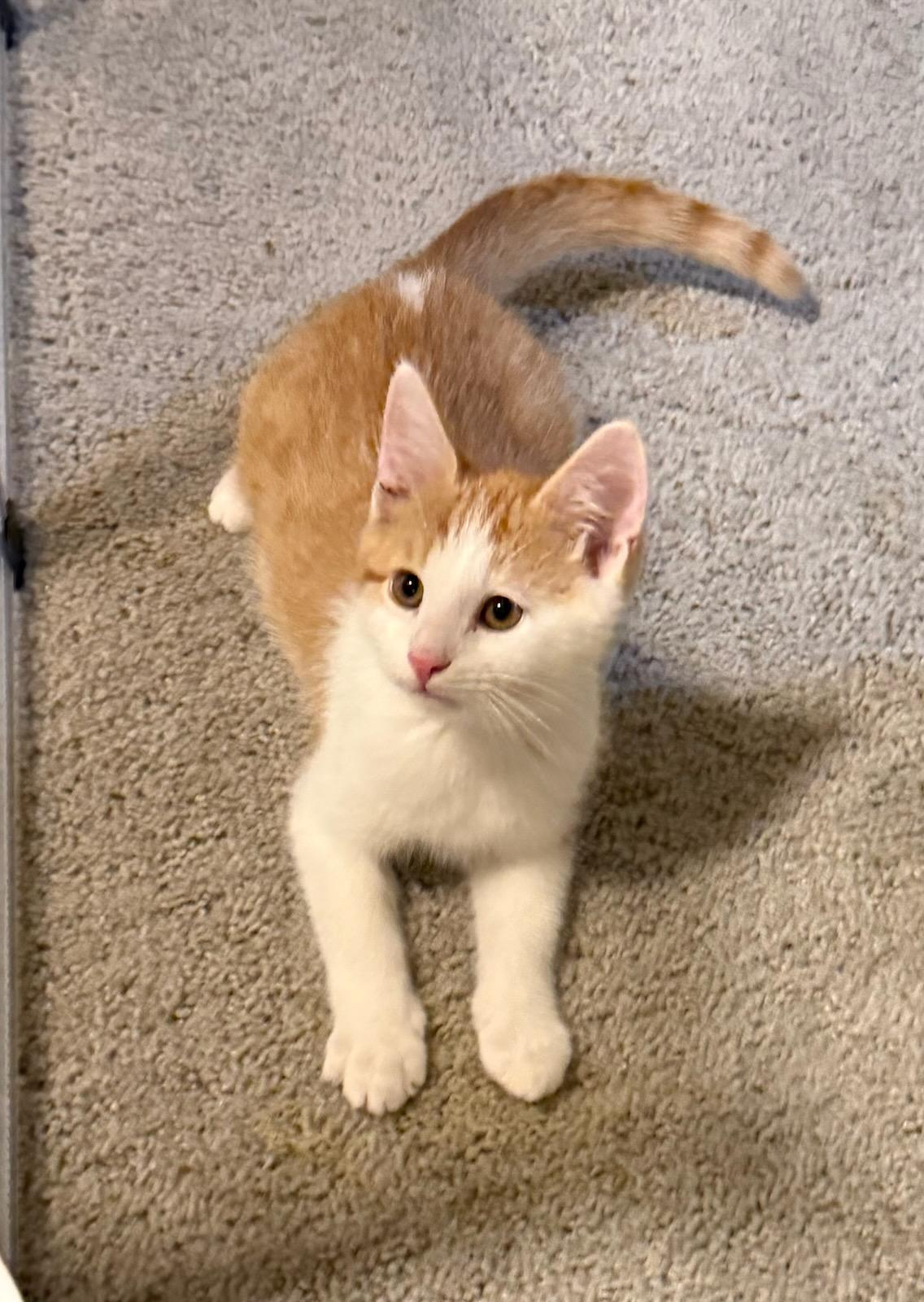 Arthur must be adopted as a pair, adopted, Kitten Male Domestic Short Hair.
