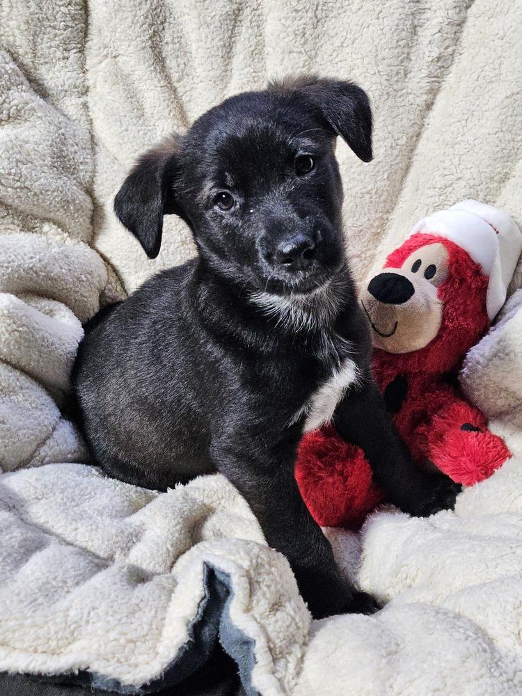 Watermelon (26-022 D), Adoptable, Puppy Female Mixed Breed.