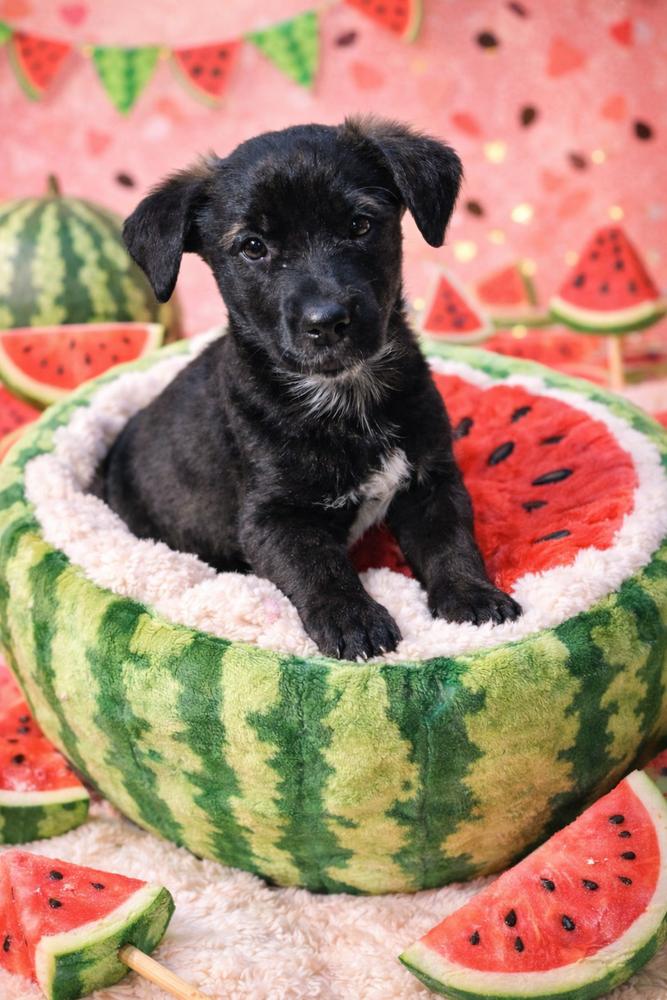 Enlarge Watermelon (26-022 D), a Adoptable mixed breed in Lansing, MI image 2/6