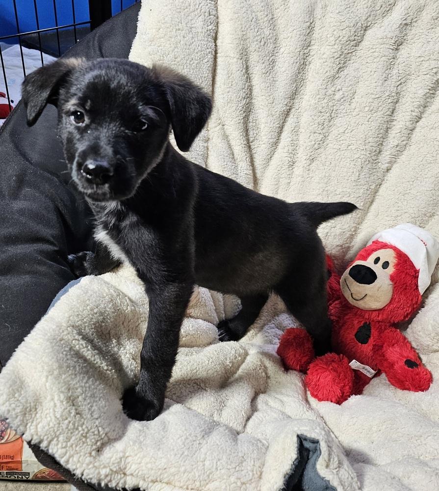 Enlarge Watermelon (26-022 D), a Adoptable mixed breed in Lansing, MI image 3/6