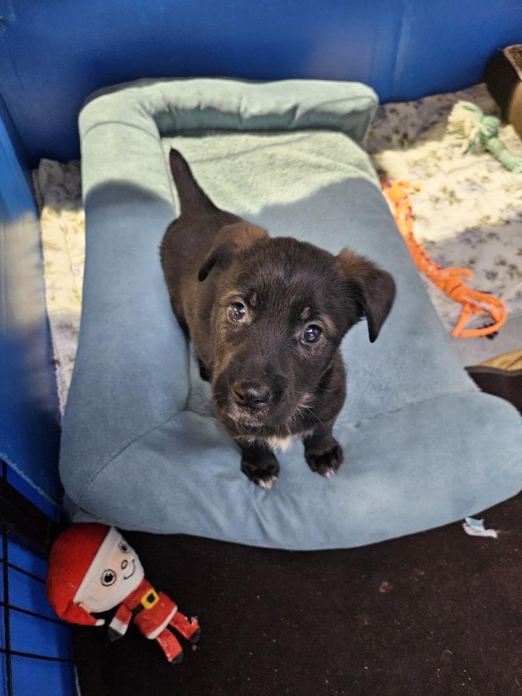 Enlarge Watermelon (26-022 D), a Adoptable mixed breed in Lansing, MI image 4/6