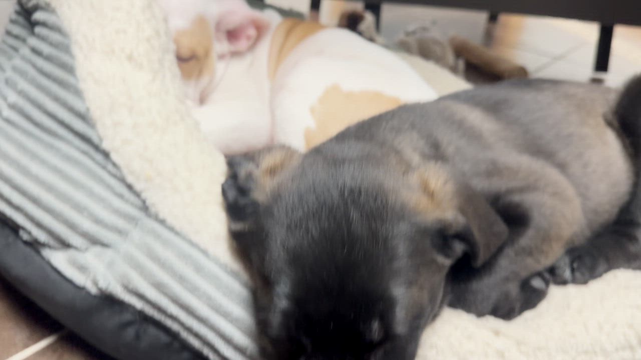 Enlarge Watermelon (26-022 D), a Adoptable mixed breed in Lansing, MI video 5/6