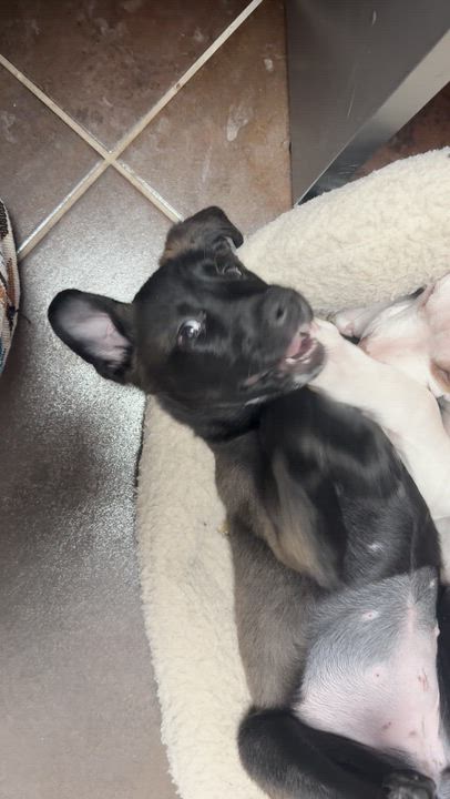 Enlarge Watermelon (26-022 D), a Adoptable mixed breed in Lansing, MI video 6/6